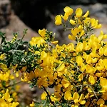 Conca' E Janas * Dorgali