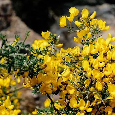 Conca' E Janas * 도르갈리