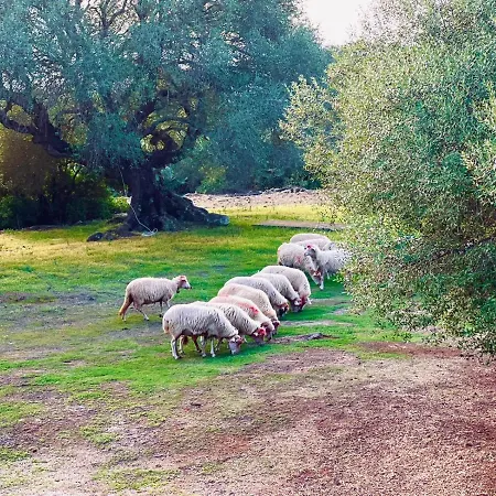 Çiftlik konaklama Conca' E Janas Dorgali