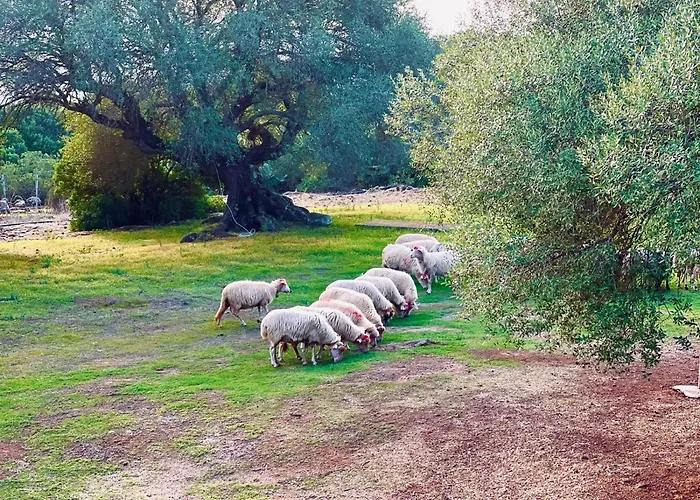 مزرعة للإقامة Conca' E Janas دورغالي