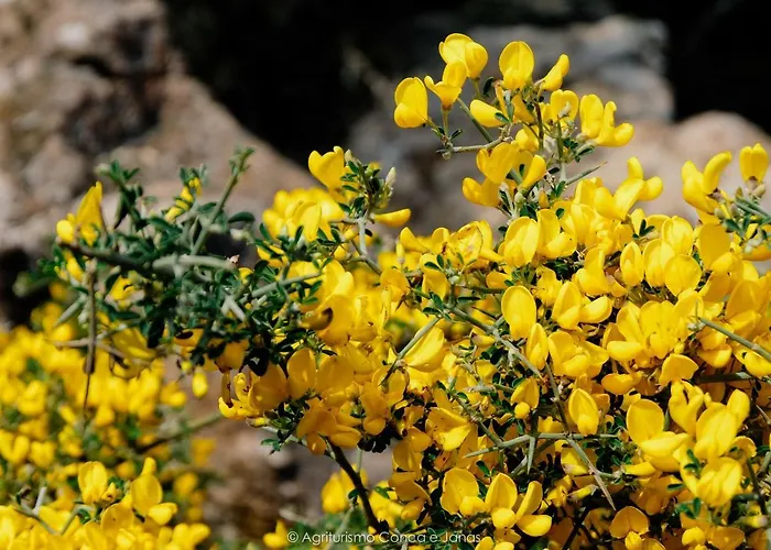 Conca' E Janas * دورغالي