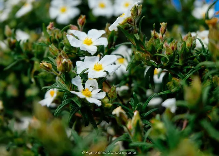 Conca' E Janas Alojamento de Turismo Rural